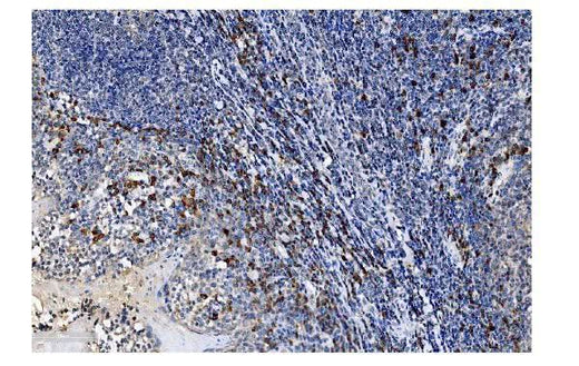 Anti-SLAM/CD150/SLAMF1 Antibody Boster Bio