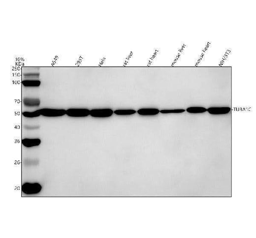 Anti-Alpha Tubulin/TUBA1C Antibody Picoband® Boster Bio