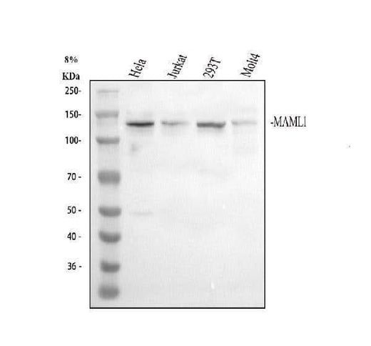 Anti-MAML1 Antibody Picoband® Boster Bio