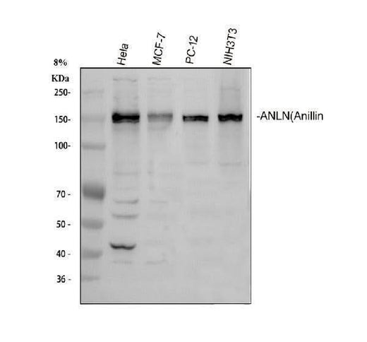 Anti-Anillin/ANLN Antibody Picoband® Boster Bio