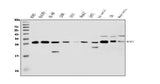 Anti-RanBP1 Antibody Picoband® Boster Bio