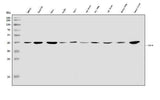 Anti-SOX18 Antibody Picoband® Boster Bio