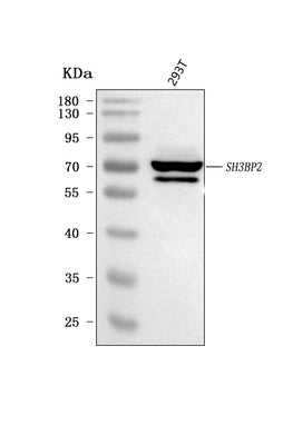 Anti-3BP2/SH3BP2 Antibody Picoband® Boster Bio