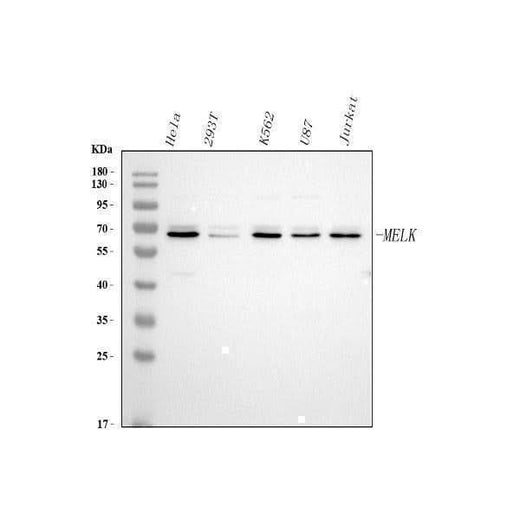 Anti-MELK Antibody Picoband® Boster Bio