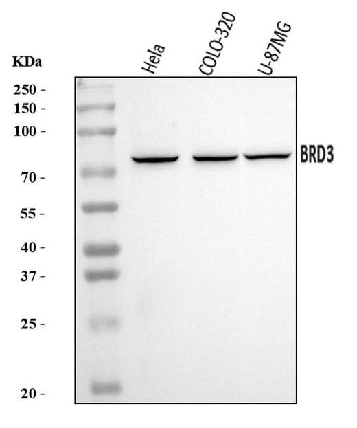 Anti-BRD3 Antibody Picoband® Boster Bio