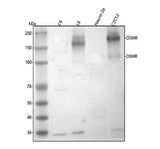 Anti-Osmr Antibody Picoband® Boster Bio