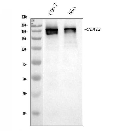 Anti-CHD2 Antibody Picoband® Boster Bio