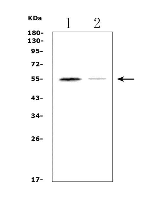 Anti-Muscarinic Acetylcholine Receptor 1/CHRM1 Antibody Picoband® Boster Bio