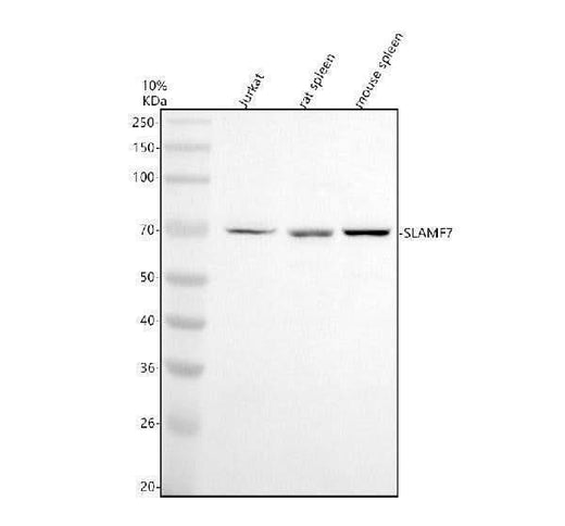 Anti-CD319/SLAMF7 Antibody Picoband® Boster Bio