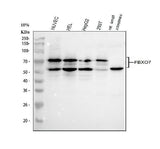 Anti-FBXO7 Antibody Picoband® Boster Bio