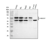Anti-FBXO7 Antibody Picoband® Boster Bio
