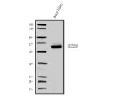 Anti-OAT3/Slc22a8 Antibody Picoband® Boster Bio