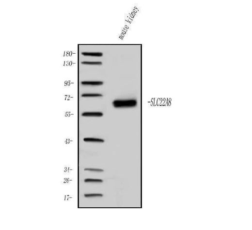 Anti-OAT3/Slc22a8 Antibody Picoband® Boster Bio