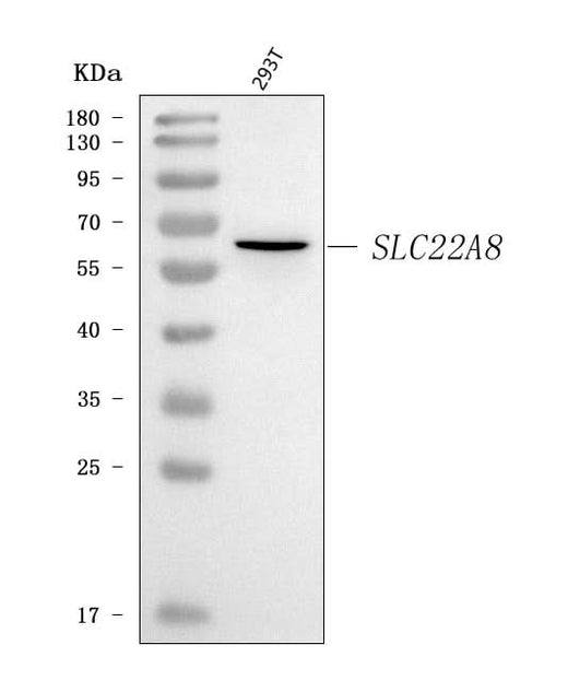 Anti-OAT3/SLC22A8 Antibody Picoband® Boster Bio