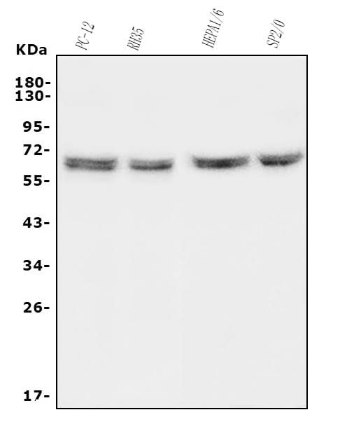 Anti-HYAL1 Antibody Picoband® Boster Bio