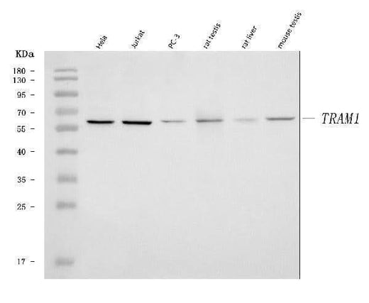 Anti-TRAM1 Antibody Picoband® Boster Bio