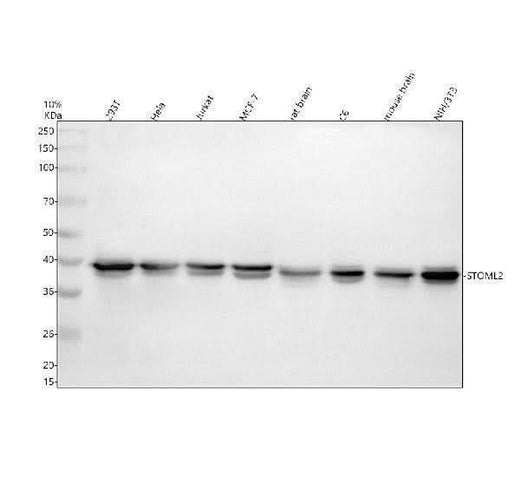 Anti-STOML2 Antibody Picoband® Boster Bio