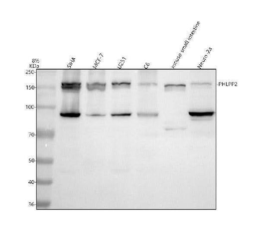 Anti-PHLPP2 Antibody Picoband® Boster Bio