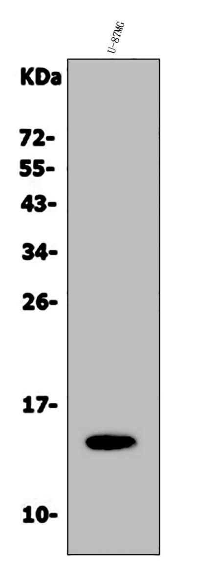 Anti-Galectin 2/LGALS2 Antibody Picoband® Boster Bio