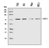 Anti-GRHL2 Antibody Picoband® Boster Bio