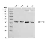 Anti-TGIF/TGIF1 Antibody Picoband® Boster Bio