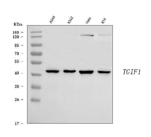 Anti-TGIF/TGIF1 Antibody Picoband® Boster Bio