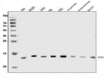 Anti-EIF1 Antibody Picoband® Boster Bio