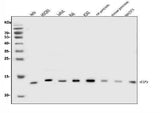 Anti-EIF1 Antibody Picoband® Boster Bio