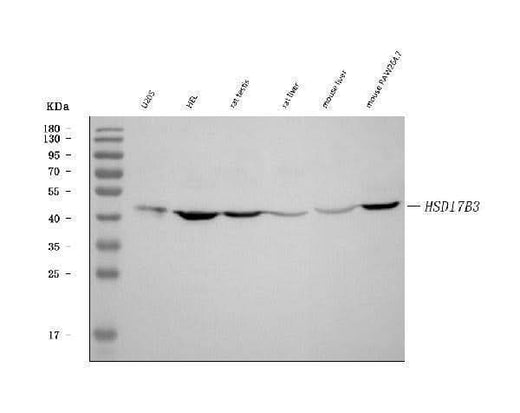 Anti-HSD17B3 Antibody Picoband® Boster Bio