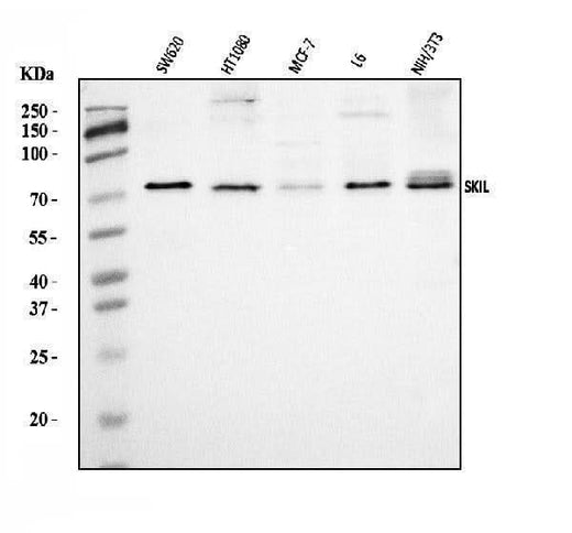 Anti-SnoN/SNO/SKIL Antibody Picoband® Boster Bio