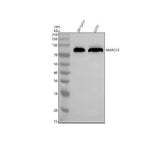 Anti-MARCKS Antibody Picoband® Boster Bio