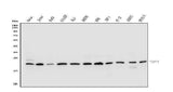 Anti-p23/PTGES3 Antibody Picoband® Boster Bio