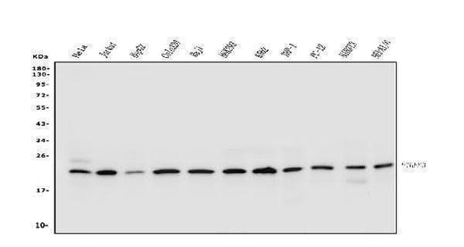 Anti-p23/PTGES3 Antibody Picoband® Boster Bio
