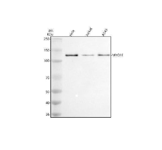 Anti-MYO1E Antibody Picoband® Boster Bio