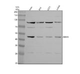 Anti-RBM4 Antibody Picoband® Boster Bio