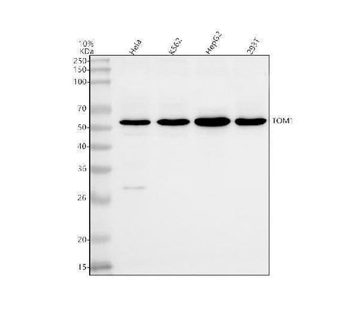 Anti-TOM1 Antibody Picoband® Boster Bio