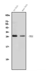 Anti-14-3-3 gamma/YWHAG Antibody Picoband® Boster Bio