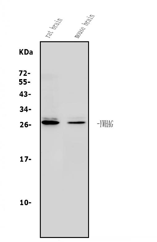 Anti-14-3-3 gamma/YWHAG Antibody Picoband® Boster Bio