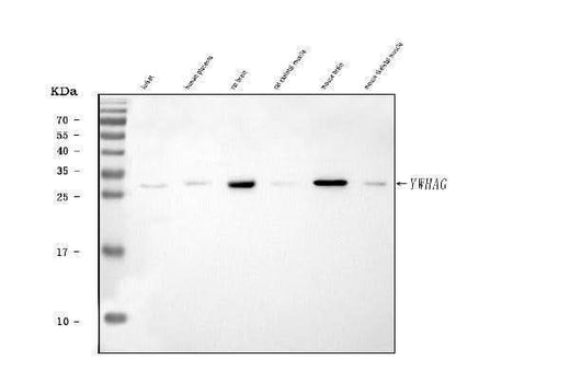 Anti-14-3-3 gamma/YWHAG Antibody Picoband® Boster Bio