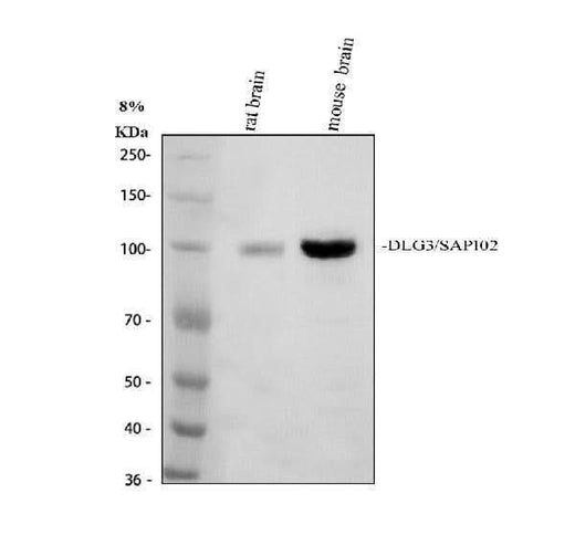 Anti-SAP102/DLG3 Antibody Picoband® Boster Bio