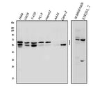 Anti-NFIC/CTF Antibody Picoband® Boster Bio