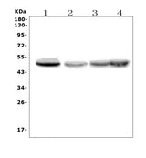 Anti-eRF1/ETF1 Picoband® Antibody Boster Bio