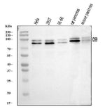 Anti-OS9 Antibody Picoband® Boster Bio