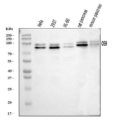 Anti-OS9 Antibody Picoband® Boster Bio