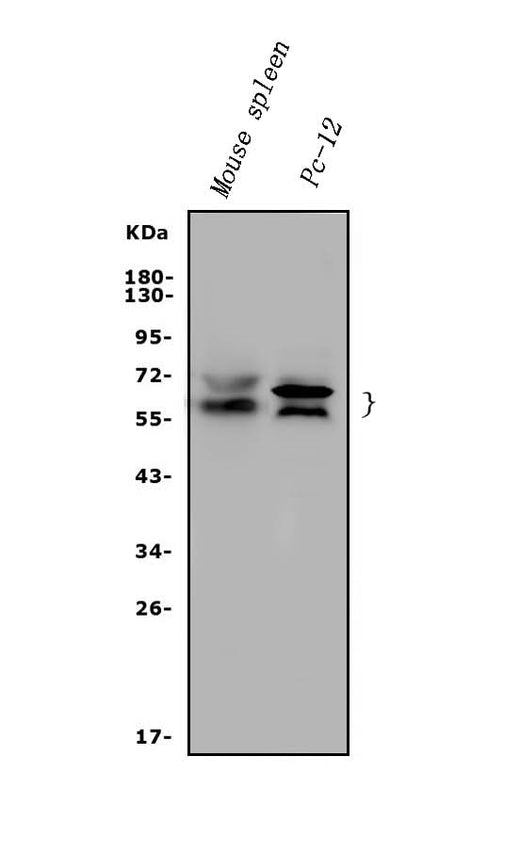 Anti-Rad9/Rad9a Antibody Picoband® Boster Bio