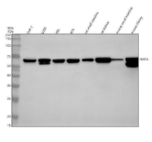 Anti-NAGA Antibody Picoband® Boster Bio