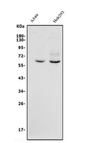 Anti-GRB14 Antibody Picoband® Boster Bio