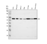 Anti-GDI1 Antibody Picoband® Boster Bio