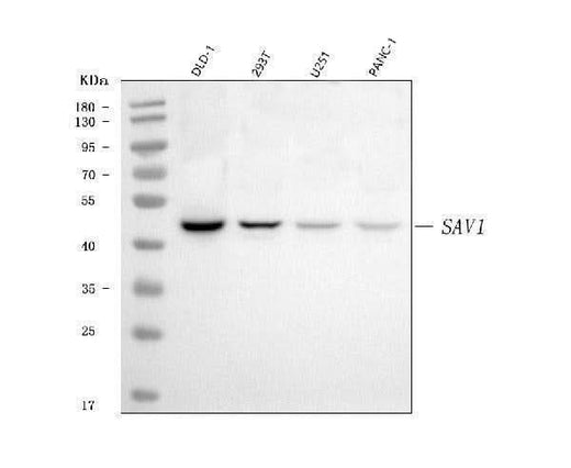 Anti-SAV1 Antibody Picoband® Boster Bio