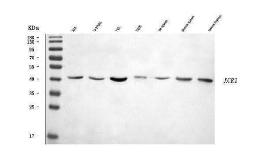 Anti-CCXCR1/XCR1 Antibody Picoband® Boster Bio